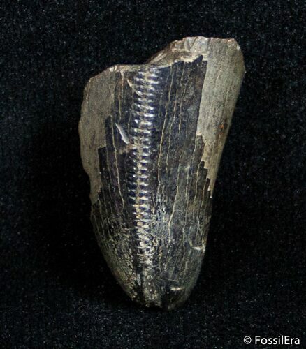 Partial Serrated Tyrannosaurid Tooth Tip - T-Rex #3001